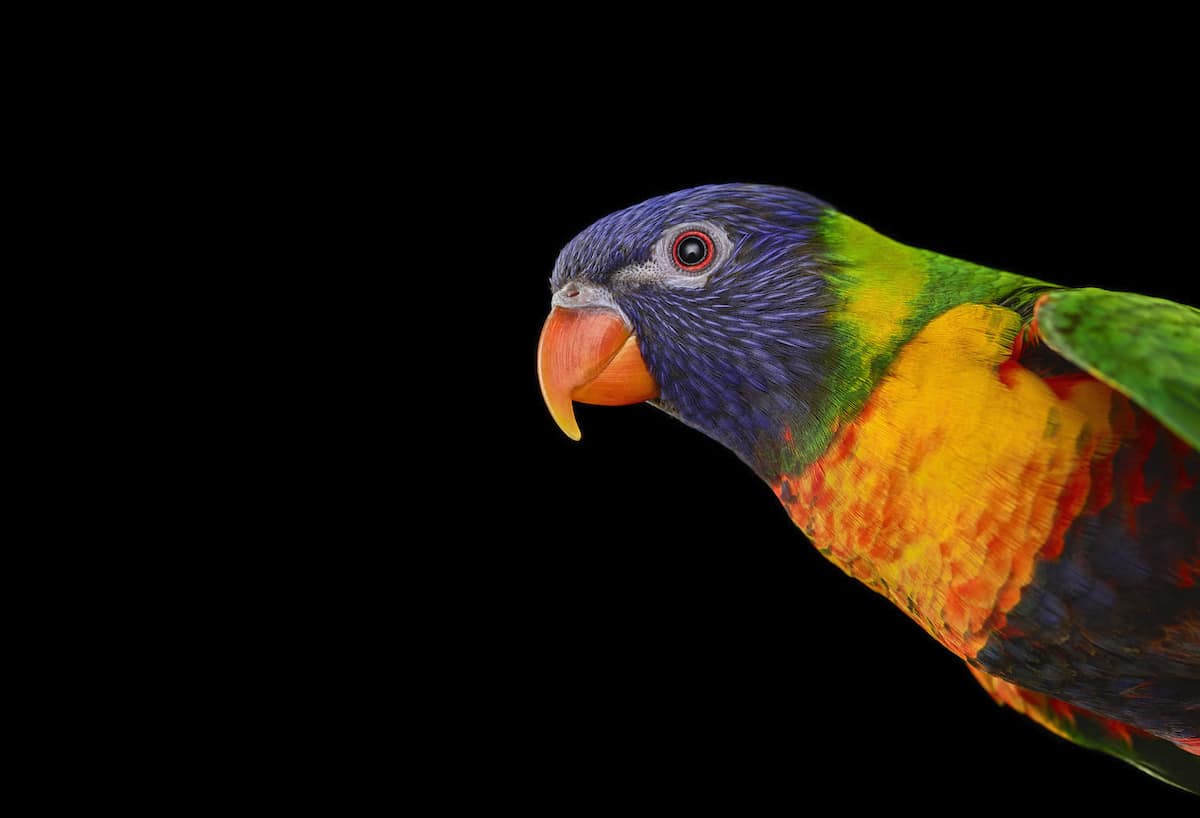 Brad-Wilson-RainbowLorikeet2.jpg